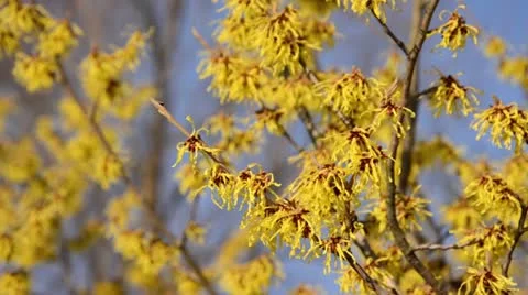 Witch hazel (Hamamelis x intermedia) Video stock 13788741