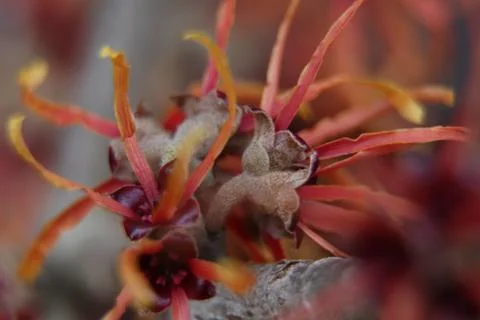 Witch hazel Foto stock