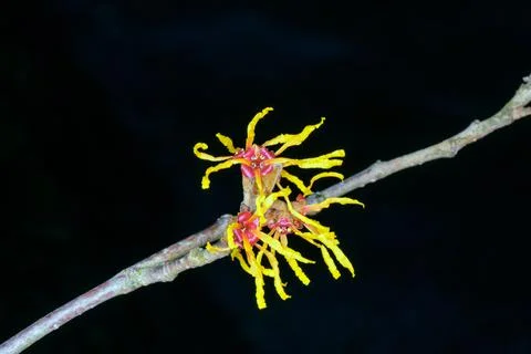 Witch Hazel Stock Photos