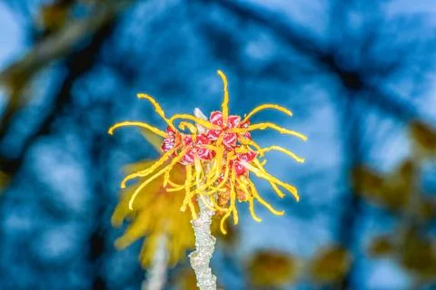 Witch Hazel 스톡 사진