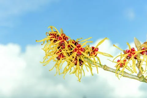 Witch Hazel Stock Photos