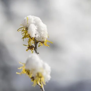 Witch hazel with snow cap Foto stock