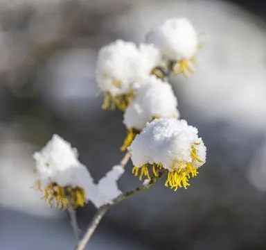 Witch hazel with snow cap Stock Photos