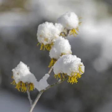 Witch hazel with snow cap Stock Photos