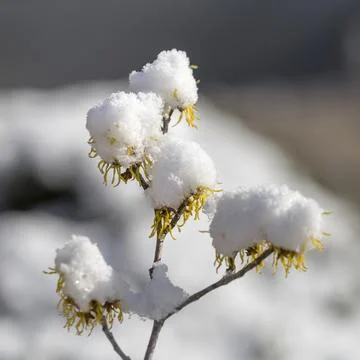 Witch hazel with snow cap Stock Photos