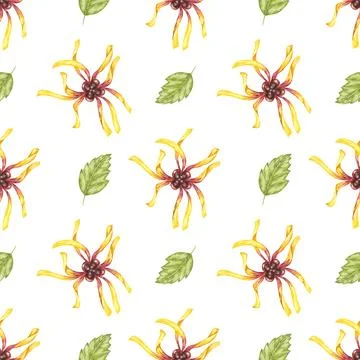 Witch hazel textile, cosmetics packaging clipart. Yellow hamamelis flowers 库存插图