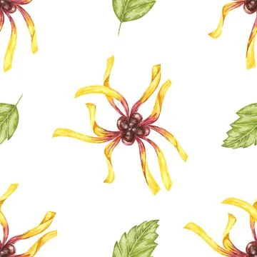 Witch hazel textile, cosmetics packaging clipart. Yellow hamamelis flowers 库存插图