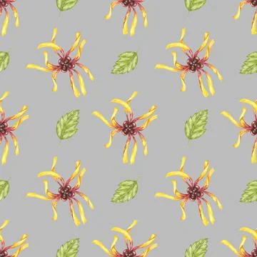 Witch hazel textile, cosmetics packaging clipart. Yellow hamamelis flowers 库存插图