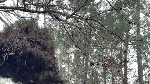 Witches Broom Stock Footage 230932625