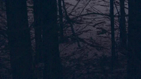 Witches forest 스톡 동영상 137642780