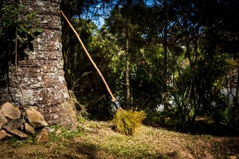Witch's Broom Stock Photos