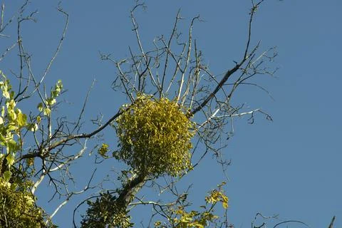 Witch's broom on the tree that killed the tree Stock Photos
