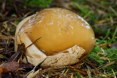 Witch’s egg Stock Photos