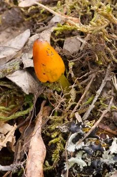 Witch's hat on the forest floor. Stock Photos