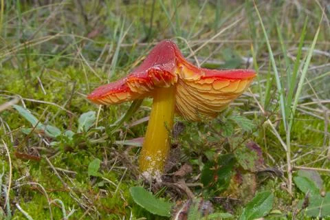 Witch's hat Stock Photos