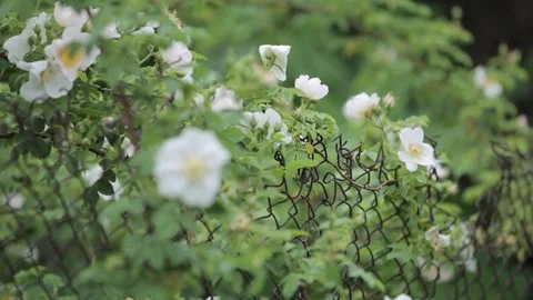 A wite rose  bianche Stock Footage 316178701