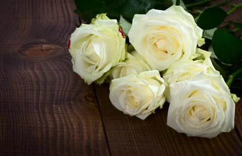 Wite roses Stock Photos