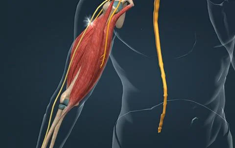The withdrawal reflex is a spinal reflex intended to protect the body from da Stock Illustration