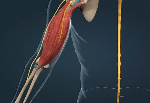 The withdrawal reflex is a spinal reflex intended to protect the body from da Stock Illustration