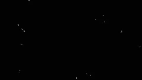 Withe Birds Seagulls Flying in the Dark Sky at Night Vidéo 93326346