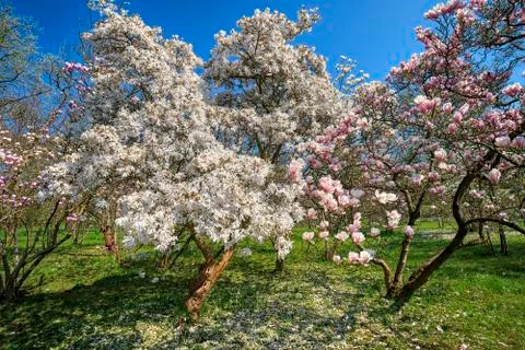 Withe carry and pink magnolia trees in spring Stock Photos