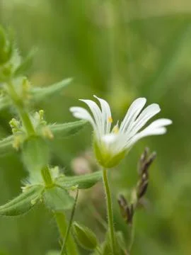 Withe chickweed flower Stock Photos