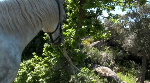 A withe horse in the wood under a tree Stock Footage 51034135