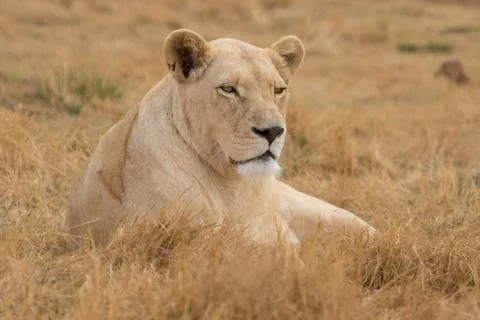 Withe lioness Stock Photos