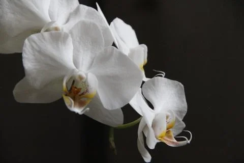 Withe orchidee on a black background 库存照片