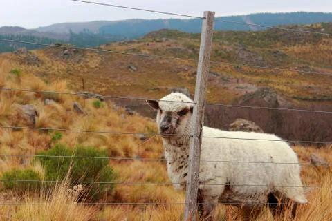 Withe sheep Stock Photos