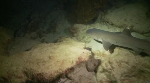 Withe tip swims by lobster under rock Stock Footage 57110351