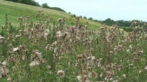Wither on a field Stock Footage 12684454