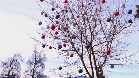 Wither tree decorated with red and blue balls. Christmas and New Year street Stock Footage 224077203