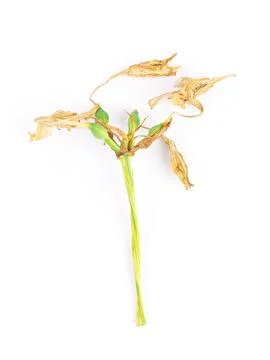Withered Amazon Lily Flower on White Background. Stock Photos