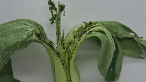 Withered and damaged bok choy vegetable Stock Footage 346284666