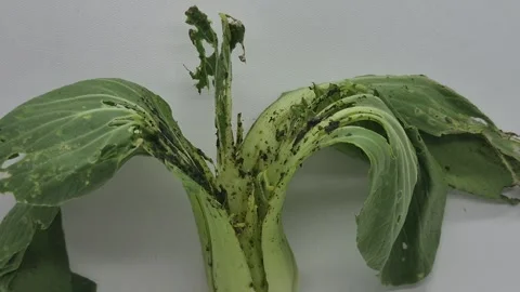 Withered and damaged bok choy vegetable Stock Footage 346284714