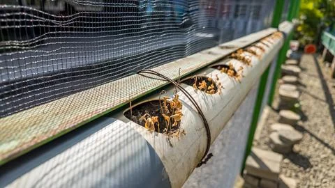 Withered and dead plants in hydroponic farming pipes Photos