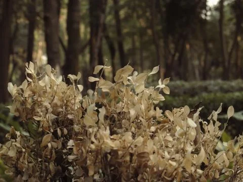 Withered and dry leaves with depth of field in "Parque Mexico" Stock Photos