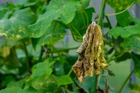 A withered and yellowed cucumber leaf. Stock Photos