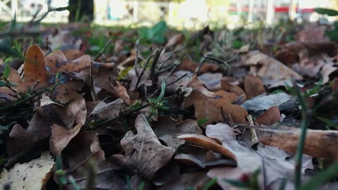 Withered automs leafs stick in grass, closeup shot against cars Stock Footage 166174851