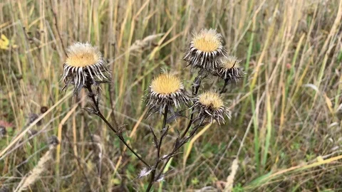 Withered autumn flower Stock Footage 120004356