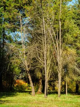 Withered bare tree trunks in an autumn park Stock Photos