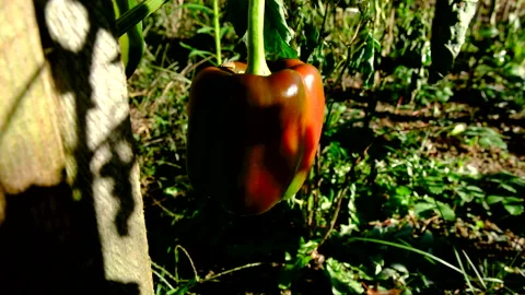 Withered bell pepper plants after first frost - last fruit on dying plant Stock Footage 327101671