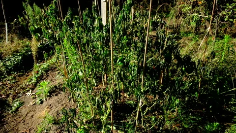 Withered bell pepper plants swaying in windy sunny day after frost Stock Footage 327104974