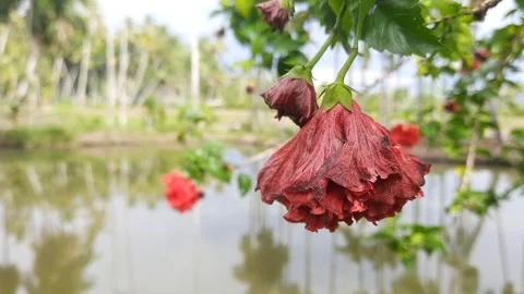 Withered Botanical Flowers with Pond Background Stock Footage 280167896