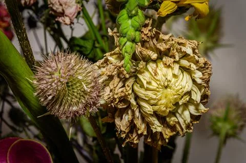 Withered bouquet of different flowers Stock Photos