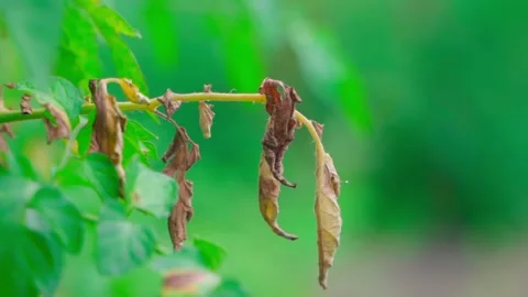 Withered branch close-up on a blurred background, smooth camera parallax. Dry Stock Footage 206101492