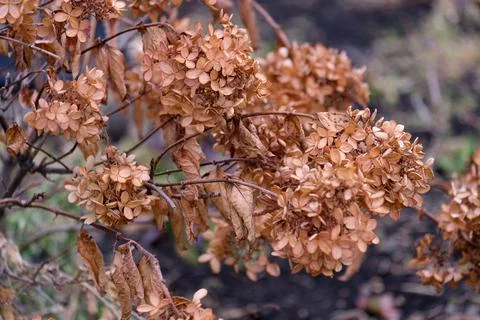 A withered branch of hydrangea. Hydrangea paniculata in autumn Stock Photos