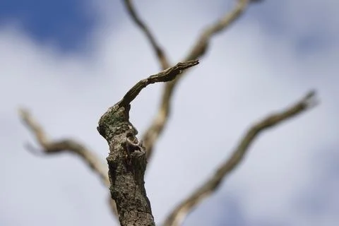 Withered branches of a dead tree, dead branches reaching into the sky Stock Photos
