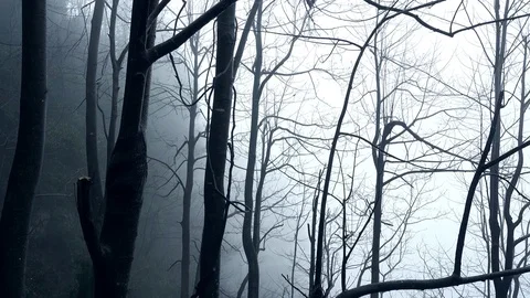 Withered branches surrounded by clouds at Zhangjiajie Stock Footage 76059389
